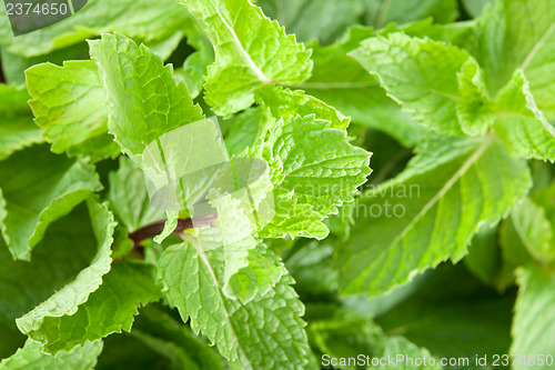 Image of Mint leaves closeup