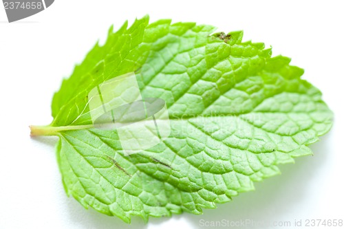 Image of Fresh mint leaves