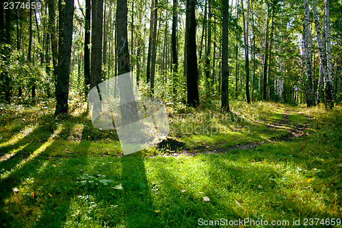 Image of Forest landscape