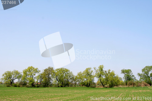 Image of Field and trees