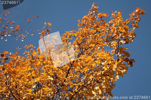 Image of Bright autumn foliage