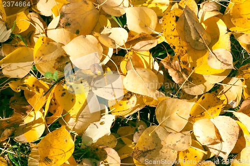 Image of Autumn leaves