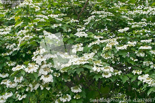 Image of White flowers Viburnum