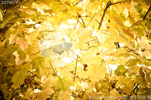 Image of Autumn leaves