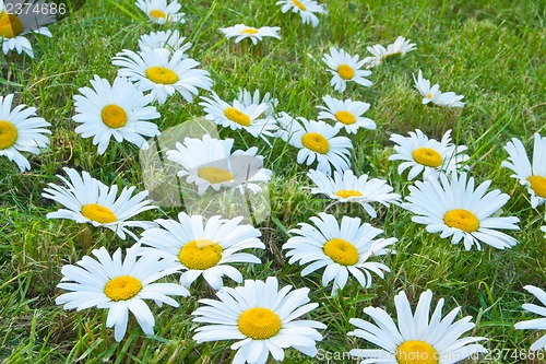 Image of White daisies