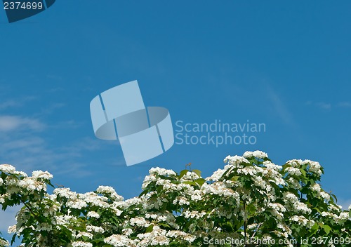 Image of White flowers Viburnum