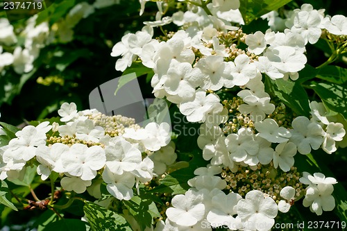 Image of White flowers Viburnum