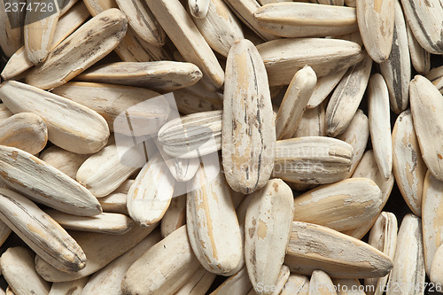 Image of Sunflower seeds