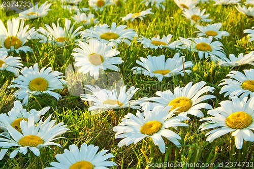 Image of White daisies