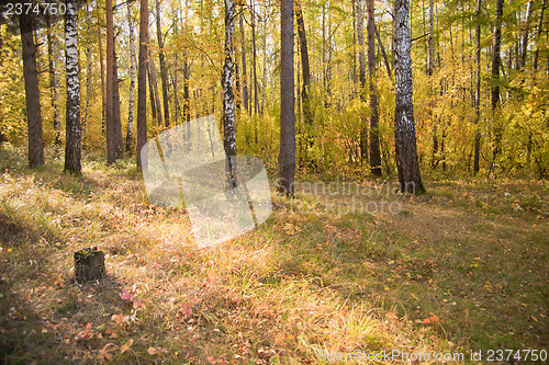 Image of Autumn wood