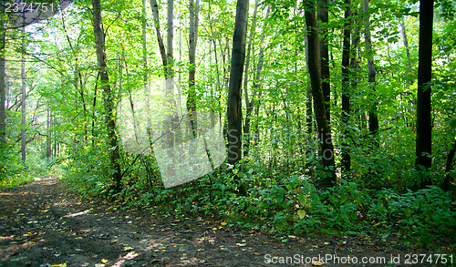 Image of Forest landscape