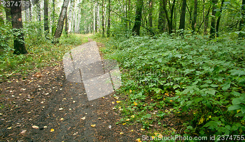 Image of Forest landscape