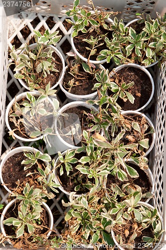 Image of Boxes with seedlings