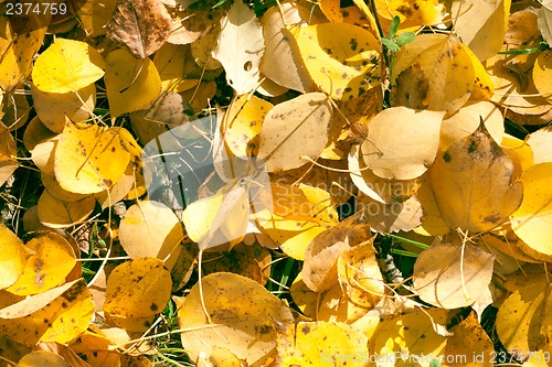 Image of Autumn leaves