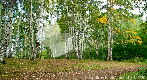 Image of Forest landscape