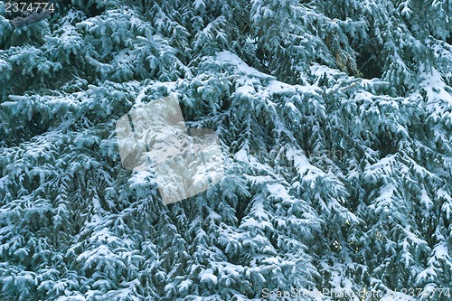 Image of Winter tree