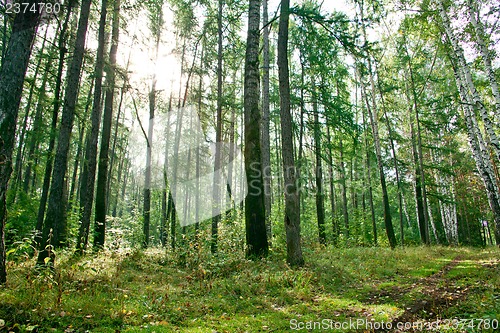 Image of Forest landscape