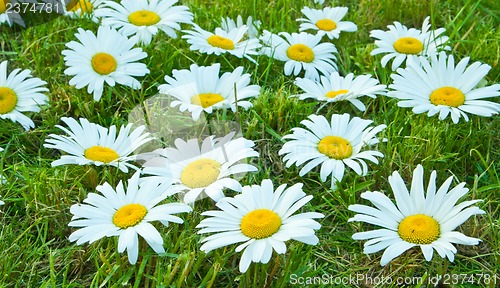 Image of White daisies