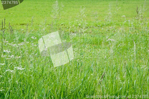 Image of Grass and wildflowers