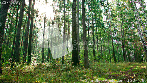 Image of Forest landscape