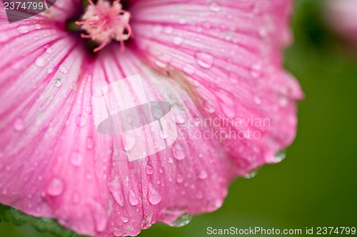 Image of Pink flower