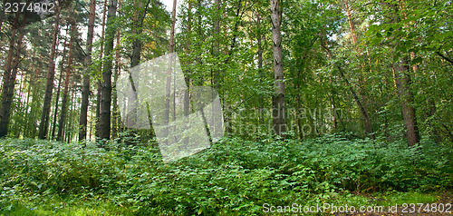 Image of Forest landscape