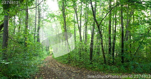 Image of Forest landscape