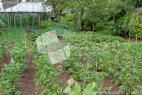 Image of Vegetable garden