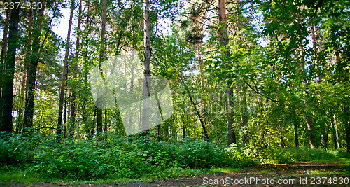 Image of Forest landscape