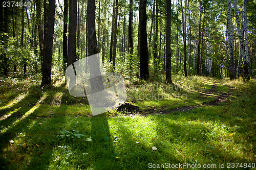 Image of Forest landscape