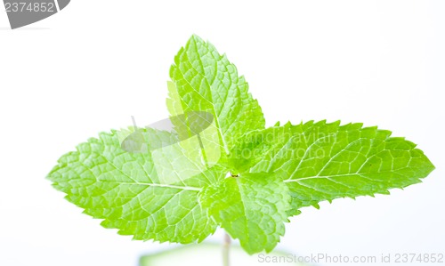 Image of Fresh mint leaves