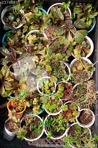 Image of Boxes with seedlings