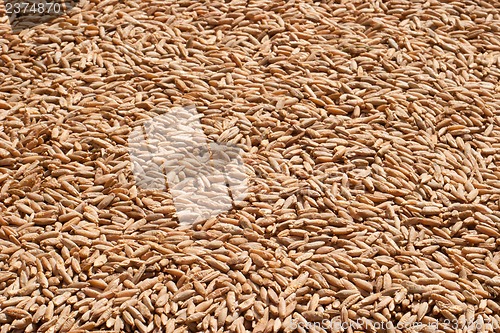 Image of Rye grain closeup