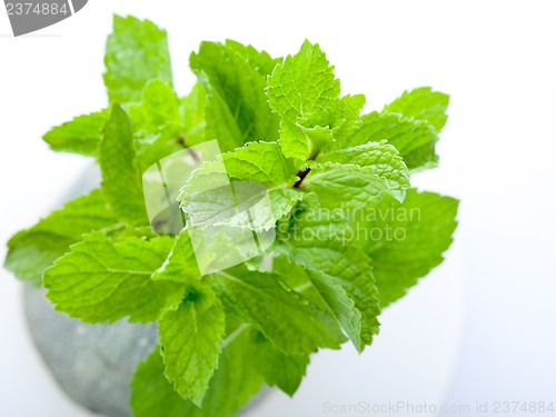 Image of Fresh mint leaves