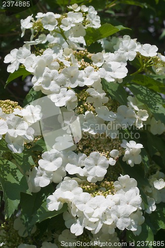 Image of Blooming viburnum