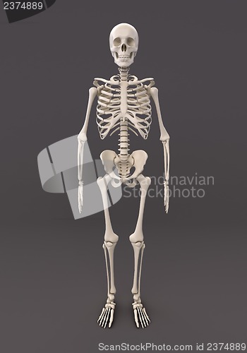 Image of Skeleton of a gray background