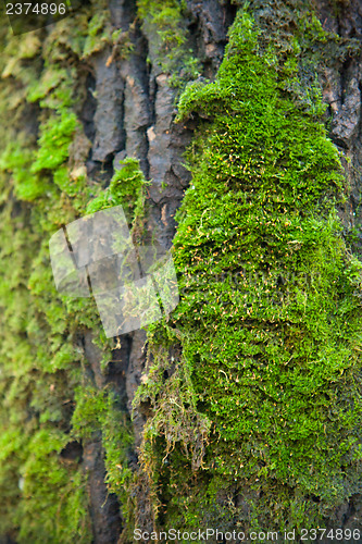 Image of Green moss