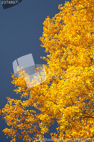 Image of Color burst of autumn foliage