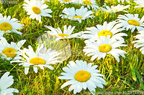 Image of White daisies