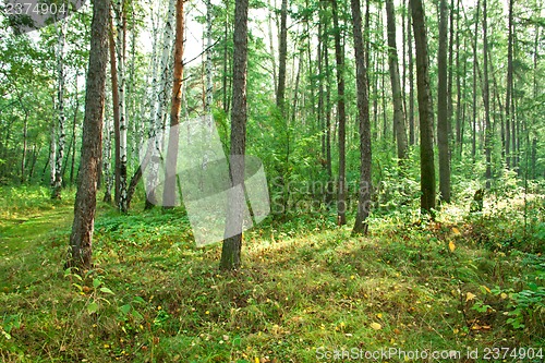 Image of Forest landscape