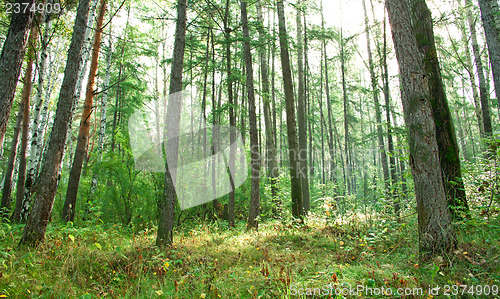 Image of Forest landscape