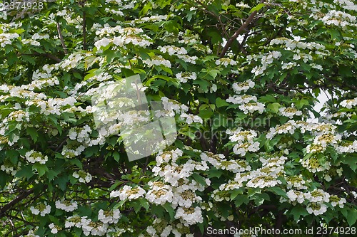 Image of Blooming viburnum