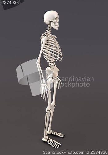 Image of Skeleton of a gray background