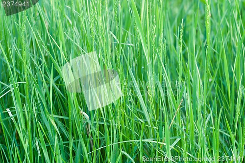 Image of Blades of grass