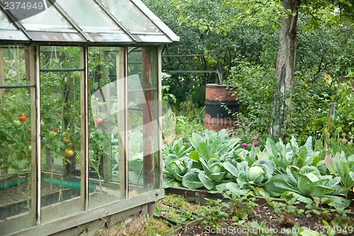 Image of Vegetable garden