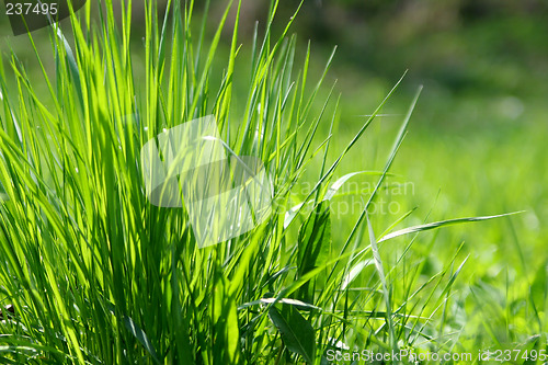 Image of Green grass