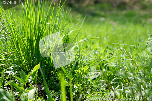 Image of Green grass