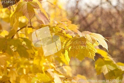 Image of Autumn leaves