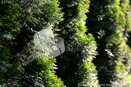 Image of Green hedge