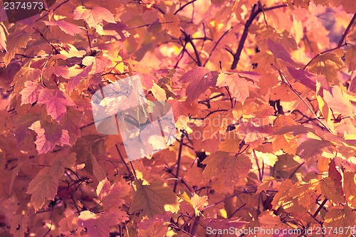 Image of Autumn leaves